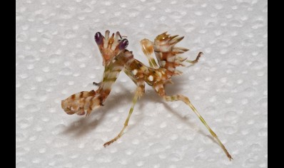 Pseudocreobotra wahlbergii - Spiny Flower Mantis