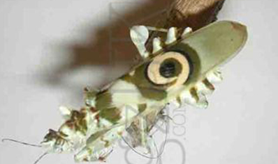 Pseudocreobotra wahlbergii - Spiny Flower Mantis L3