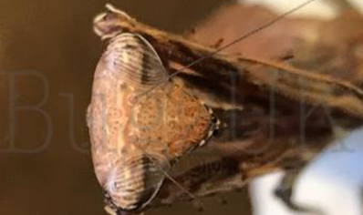 Pseudoempusa pinnapavonis - CB by Bugz 