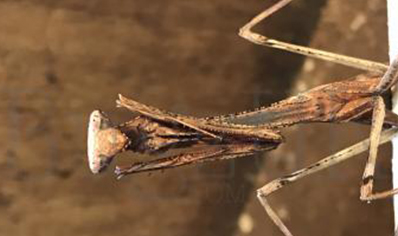 Pseudoempusa pinnapavonis - CB by Bugz 