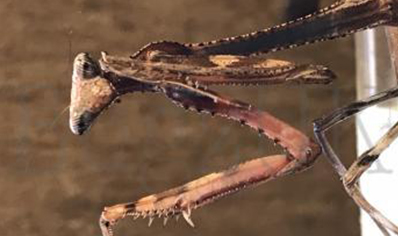 Pseudoempusa pinnapavonis - CB by Bugz 