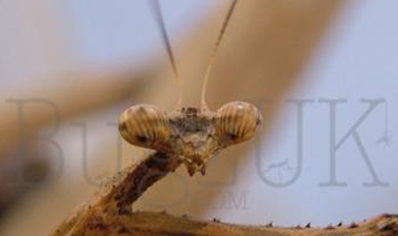 Pseudoempusa pinnapavonis - CB by Bugz 