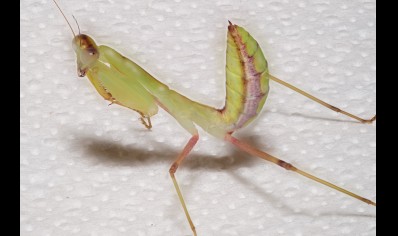 Sphodromantis lineola - African Line Mantis CB by BugzUK