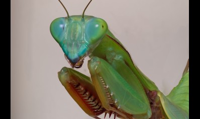 Hierodula majuscula - Giant Rainforest Mantis CB