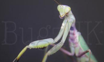 Hierodula patellifera - Harabiro Mantis CB - 10 Adult females avaliable