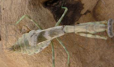 Parasphendale agrionina - Budwing Mantis (CB by BugzUK)