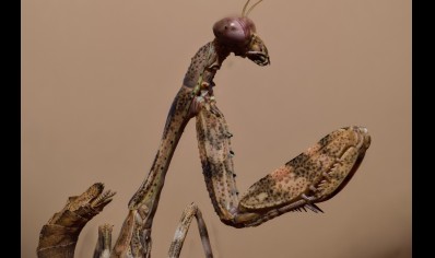 Parasphendale agrionina - Budwing Mantis *special offer*