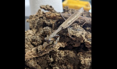 Polyspilota aeruginosa (CB by BugzUK)