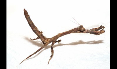 Popa Spurca - African Twig Mantis CB