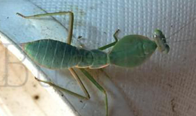 Rhombodera vallida - Giant Shield Mantis