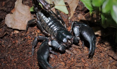 Heterometrus spinifer -  Malaysian Forest Scorpion