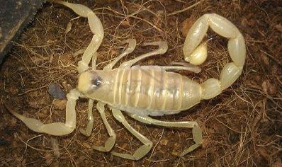 Hadrurus arizonensis pallidus - Desert Hairy Blonde