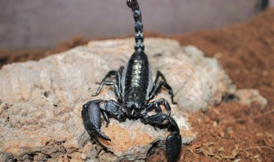 Javametrus cyaneus CB scorplins by BugzUK