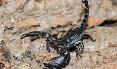 Javametrus cyaneus - Indo Forest Scorpion - CB scorplins by BugzUK - 3 left