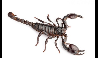 Heterometrus laoticus - Laos Forest Scorpion - 4 left