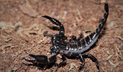 Heterometrus longimanus - Borneo Forest Scorpion - 10 left