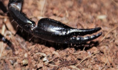 Heterometrus longimanus - Borneo Forest Scorpion