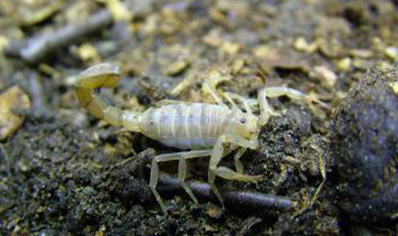 Hoffmannius confusus - Yellow Devil Scorpion