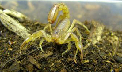 Paravaejovis spinigerus - Stripe-tailed scorpion