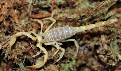 Smeringurus mesaensis - Dune Scorpion 13 x small  5 x medium and 13 x large left