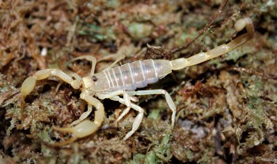 Smeringurus mesaensis - Dune Scorpion 13 x small  5 x medium and 13 x large left