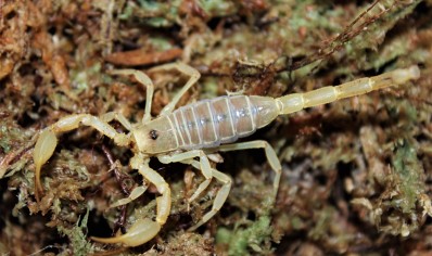 Smeringurus mesaensis - Dune Scorpion