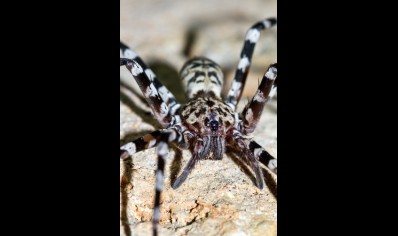 Viridasius fasciatus - Ornamental wandering spider (CB by BugzUK)