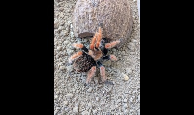 Brachypelma boehmei - Mexican Fire Leg (CB by BugzUK) 5 x 1.5/3 left 1 x 3/4.5 left and 5 x 7+cm left