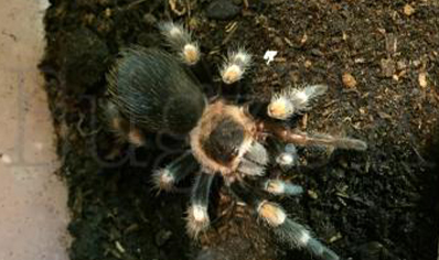 Brachypelma hamorii - Mexican Red Knee (CB by BugzUK) 2 left at 1.5/3