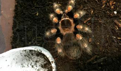 Brachypelma hamorii - Mexican Red Knee (CB by BugzUK) 2 left at 1.5/3