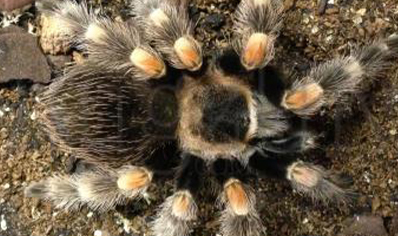 Brachypelma hamorii - Mexican Red Knee (CB by BugzUK) 2 left at 1.5/3