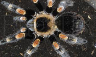 Brachypelma hamorii - Mexican Red Knee (CB by BugzUK) 2 left at 1.5/3