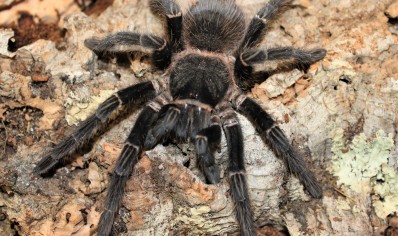 Lasiodora parahybana - Salmon Pink Birdeater (CB by BugzUK) 1 x 3/4.5 left