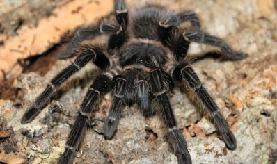 Lasiodora parahybana - Salmon Pink Birdeater (CB by BugzUK) 1 x 3/4.5 left and 1 x 7+cm left