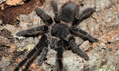 Lasiodora parahybana - Salmon Pink Birdeater (CB by BugzUK) 1 x 3/4.5 left and 1 x 7+cm left