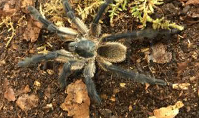 Monocentropus balfouri