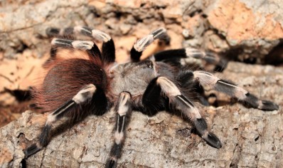 Vitalius chromatus (CB by BugzUK)