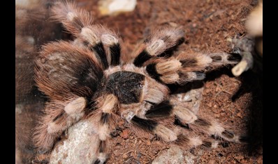 Nhandu colloratovilosum - Brazilian Black And White 1 x 3/4.5 left and 8 x 7+cm left *Special offer*