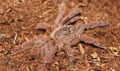 Phormingochilus Sp Rufus...1 left