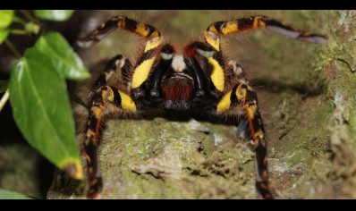 Poecilotheria ornata recently matured males 2 available 