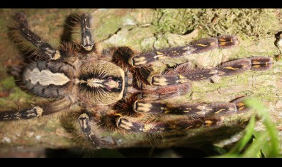 Poecilotheria ornata recently matured males 2 available 