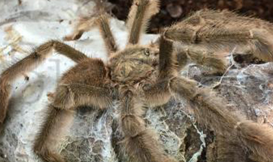 Psalmopoeus Cambridgei - Trinidad Chevron