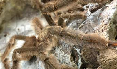 Psalmopoeus Cambridgei - Trinidad Chevron