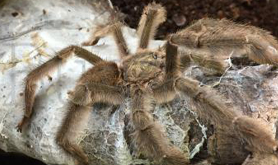 Psalmopoeus Cambridgei - Trinidad Chevron