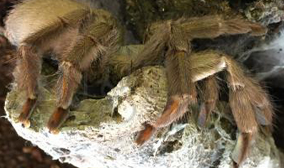 Psalmopoeus Cambridgei - Trinidad Chevron