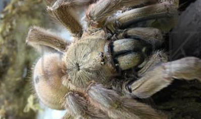 Psalmopoeus Cambridgei - Trinidad Chevron