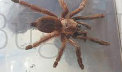 Psalmopoeus Reduncus - Costa Rican Orange Mouth 1 left