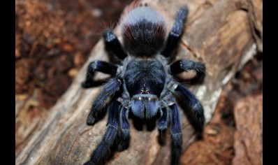 Lasiocyano sazimai - Brazilian Blue Tarantula (CB by BugzUK) 