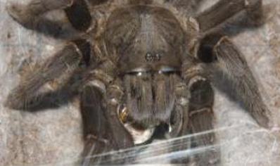 Selenocosmia Javanensis 1 adult female left