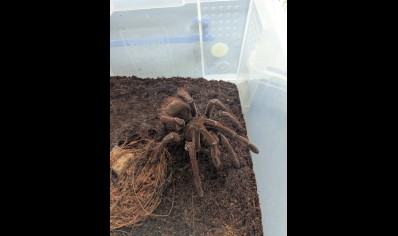 Theraphosa stirmi - Guyana Goliath Birdeater (7/9cm Leg Length)